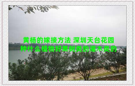 黄杨的嫁接方法 深圳天台花园种什么植物好果树类的灌木类的
